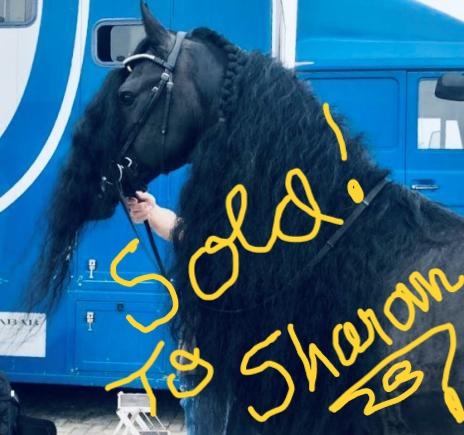Friesian WILHELMUS STER SPORT - Sold